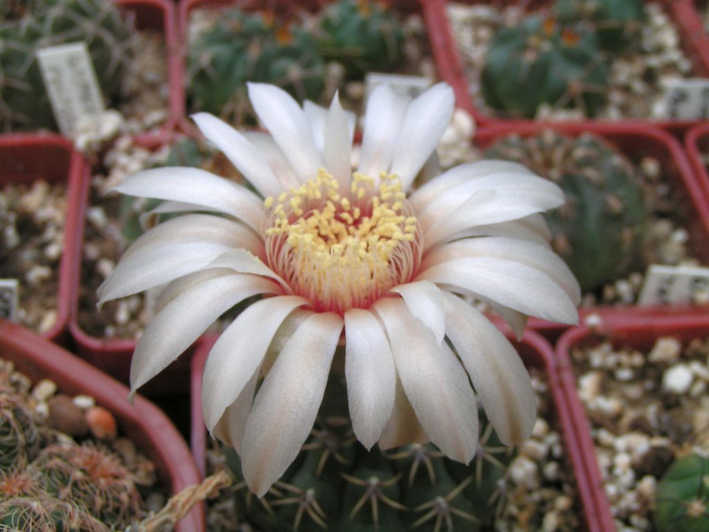 GYMNOCALYCIUM calochlorum